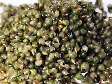 375px-tonburi_seed.jpg 375px-tonburi_seed.jpg